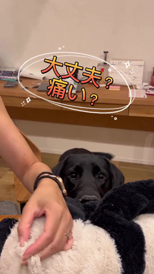 ぬいぐるみに近づくハンナちゃん