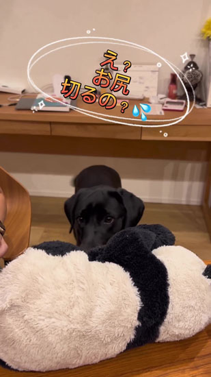 心配するハンナちゃん