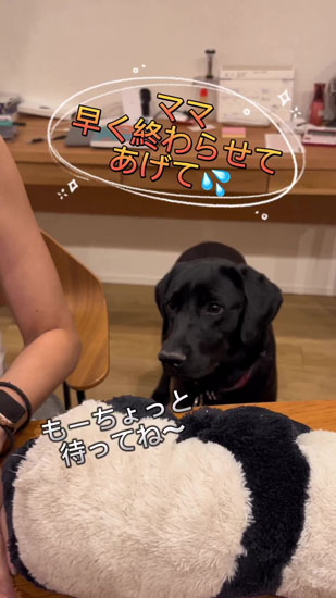 見つめるハンナちゃん