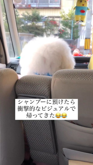 ビションフリーゼ