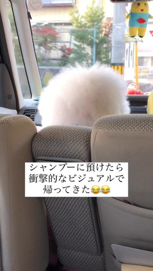 横を見る犬