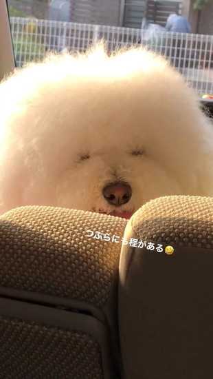 顔が見えない犬