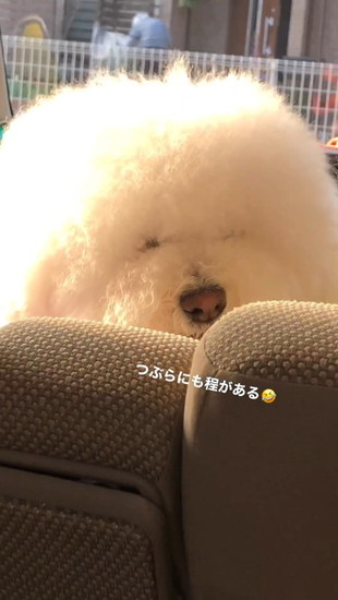 膨らんだ犬