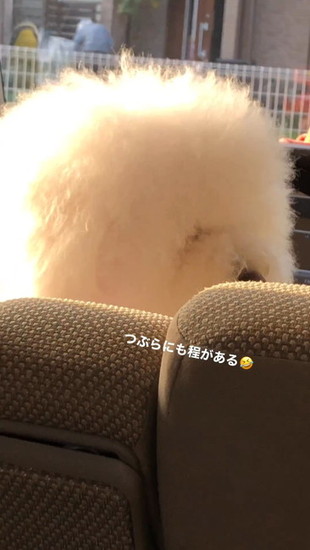 もこもこな犬