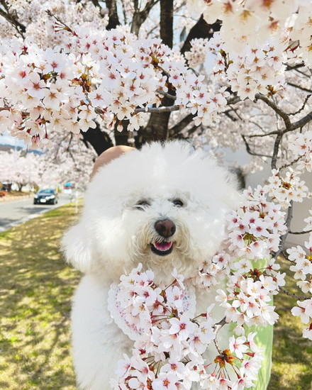 花と犬