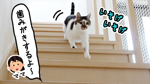 元野良猫のささみとホルン