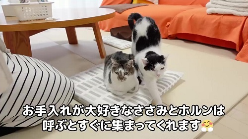準備万全な猫