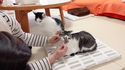 歯磨きする猫