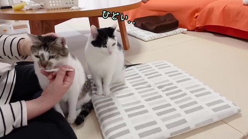 嫌がらない猫