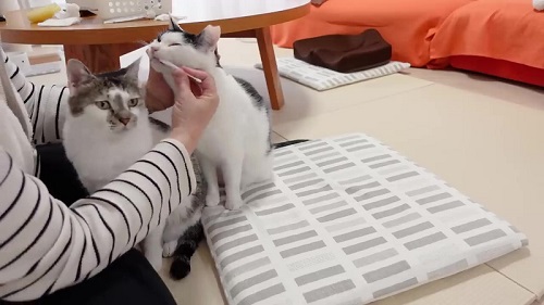 うれしそうな猫