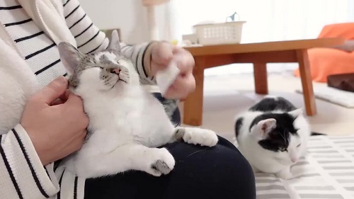 お手入れする猫