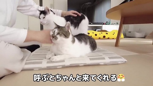 喜んでいる猫