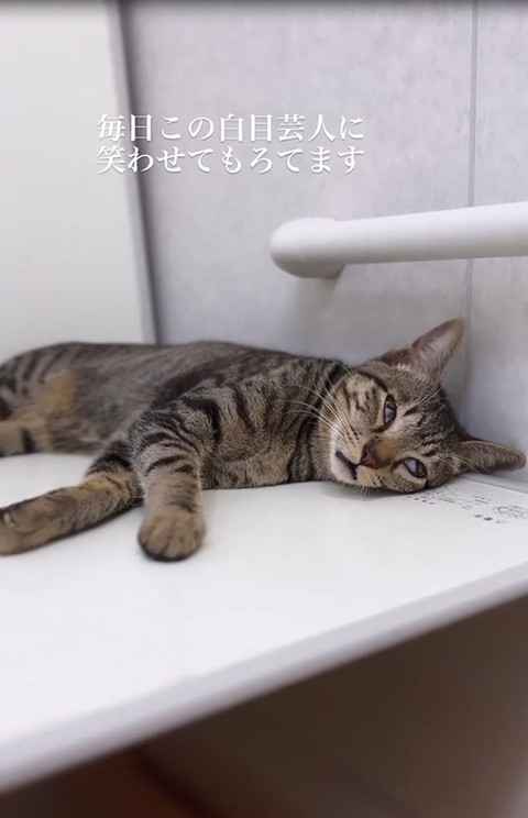 猫