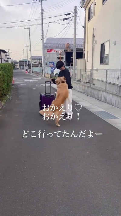 飛びつくゴールデンレトリバー