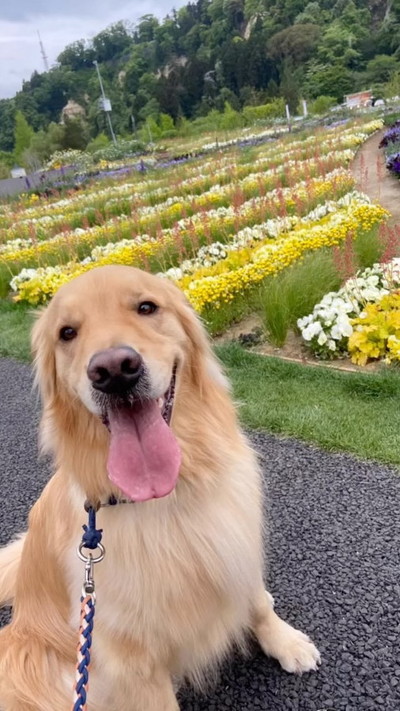 花畑とゴールデンレトリバー