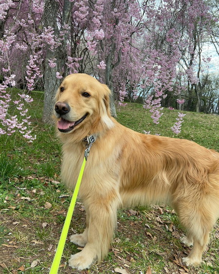 花見にいったゴールデンレトリバー