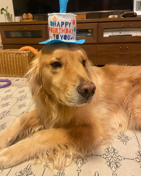 お誕生日のゴールデンレトリバー