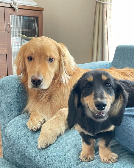 ゴールデンレトリバーと小型犬のショット