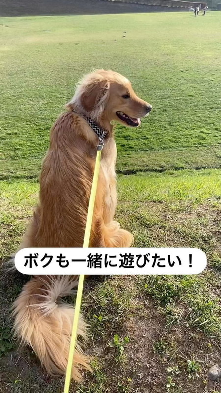 公園にきたゴールデンレトリバー