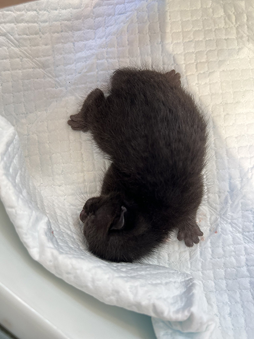 目も開いていない子猫