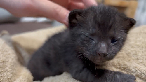 片目が開いた正面顔