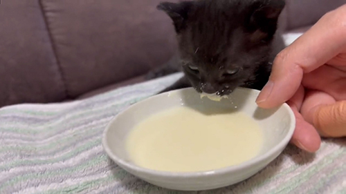 お皿からミルク