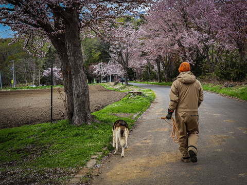 飼い主と桜道歩くワンコ後ろ姿