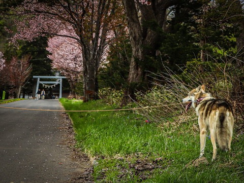 左の方を見るワンコ