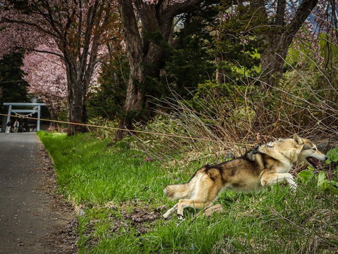 右に走っていくワンコ