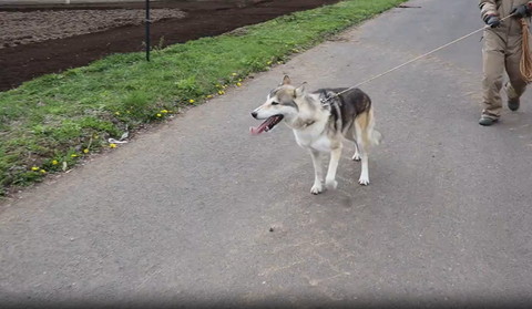 正面歩いてくるワンコ