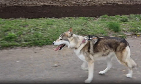 散歩してるワンコ横顔