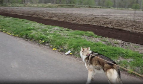 畑沿いに歩いてるワンコ後ろ姿