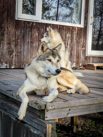 狼犬の後ろにワンコ