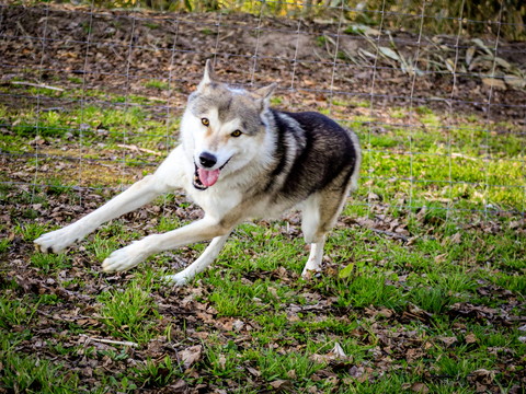 笑顔で走ってるワンコ