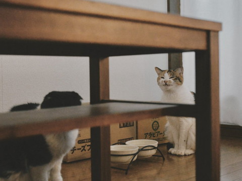 ごはん皿の前で笑顔の猫