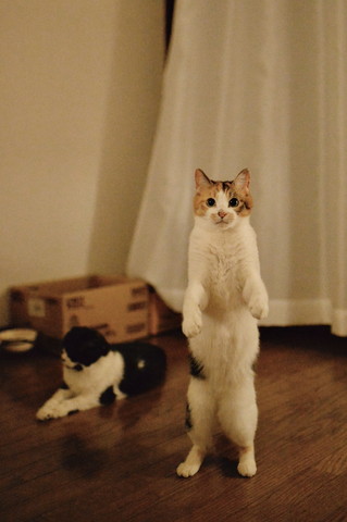 二足立ち猫とハチワレ猫