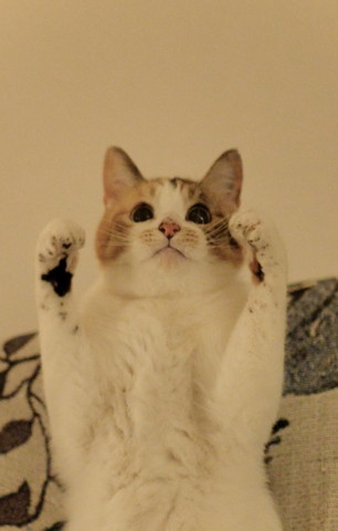 黒目がちな猫アップ