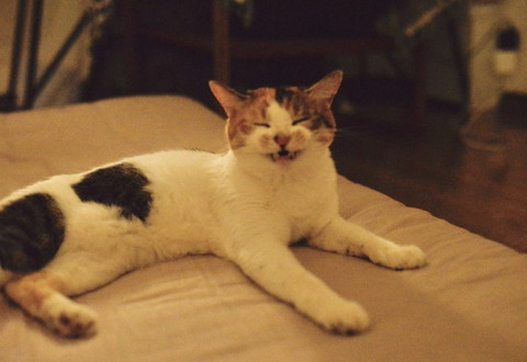 口あけて笑ってる猫