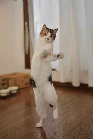 踊ってるような猫