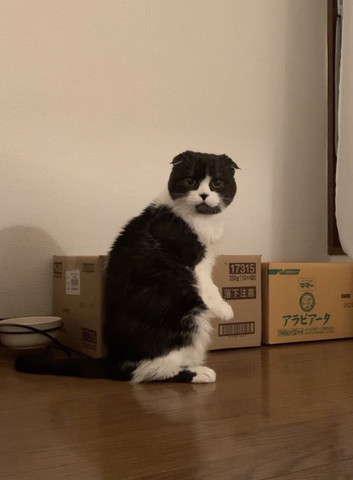 振り返るハチワレ猫