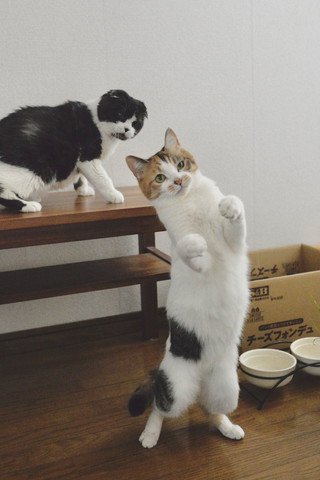 立ってる三毛猫とそれを見てるハチワレ猫