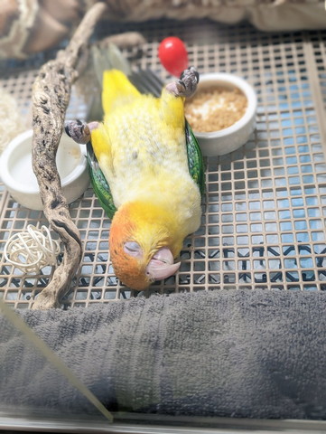 インコ