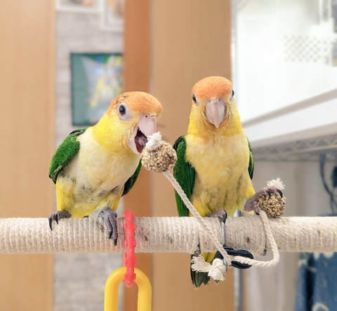 口あけてるインコと凛々しいインコ