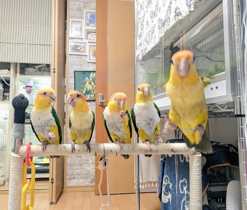 5羽のインコ一番右飛んでくる