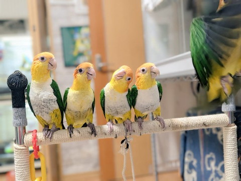5羽のインコ一番右飛んでくるアップ