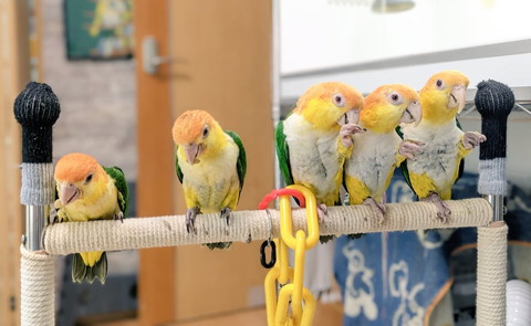 足あげてる3羽と下見てる2羽