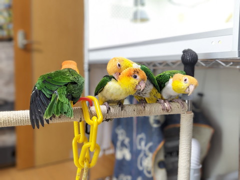 4羽のインコ真ん中2羽毛づくろい