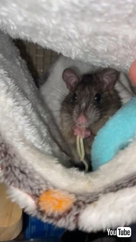 麵を食べる保護ネズミ