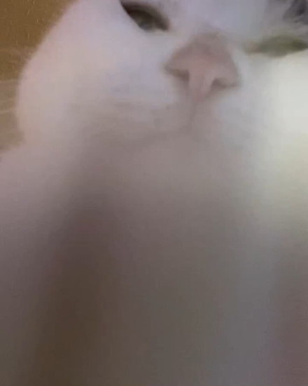 スマホを触る猫