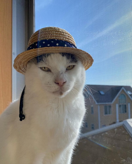 帽子をかぶった猫